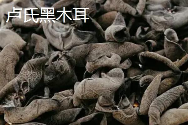 河南省卢氏县的特产，卢氏黑木耳是当地的传统优势品种
