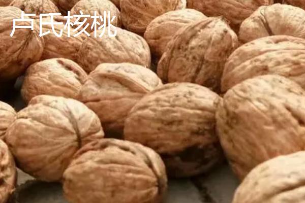 河南省卢氏县的特产，卢氏黑木耳是当地的传统优势品种