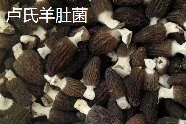 河南省卢氏县的特产，卢氏黑木耳是当地的传统优势品种