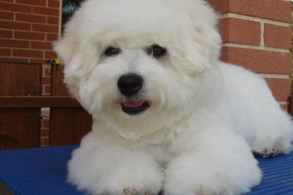 比熊犬怎么看纯度，可从体型、毛发、颜色、眼睛和步态观察