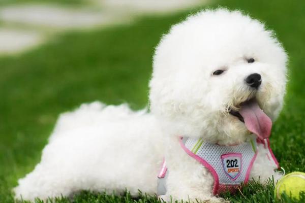 比熊犬怎么看纯度，可从体型、毛发、颜色、眼睛和步态观察