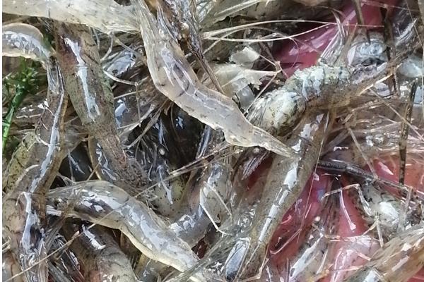 垂钓江团鱼的适宜饵料，蚯蚓、鸡肝、河虾等饵料均是适宜选择