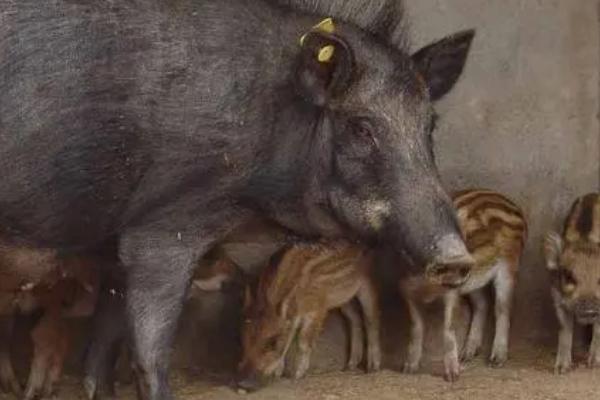 养殖野猪要注意什么，水槽内要保持充足的饮用水