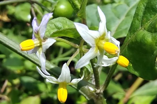什么是少花龙葵，属于茄科、茄属纤弱草本植物