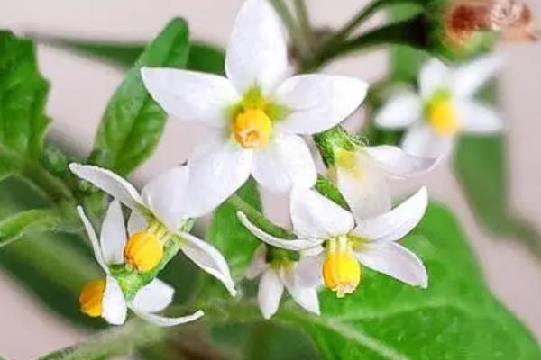 什么是少花龙葵，属于茄科、茄属纤弱草本植物