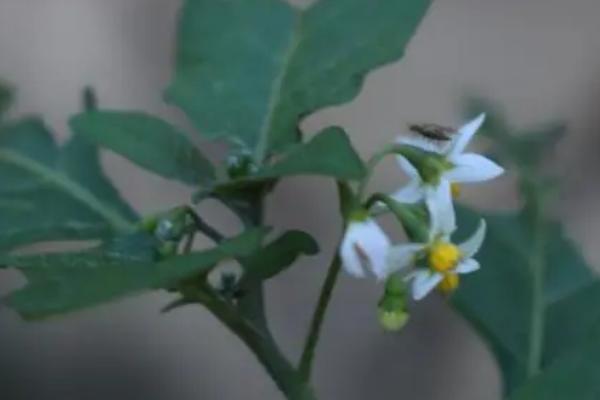 什么是少花龙葵，属于茄科、茄属纤弱草本植物