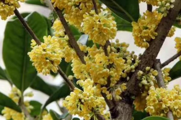 桂花是否能产蜜，没有蜜腺因此无法生产蜂蜜