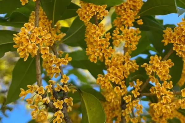 桂花是否能产蜜，没有蜜腺因此无法生产蜂蜜