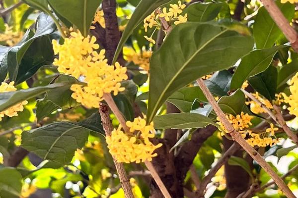 桂花是否能产蜜，没有蜜腺因此无法生产蜂蜜