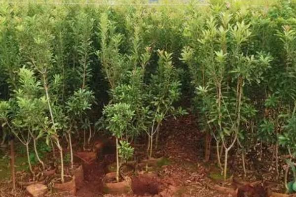 杨梅树苗的批发价格，不同地区的售价有较大区别