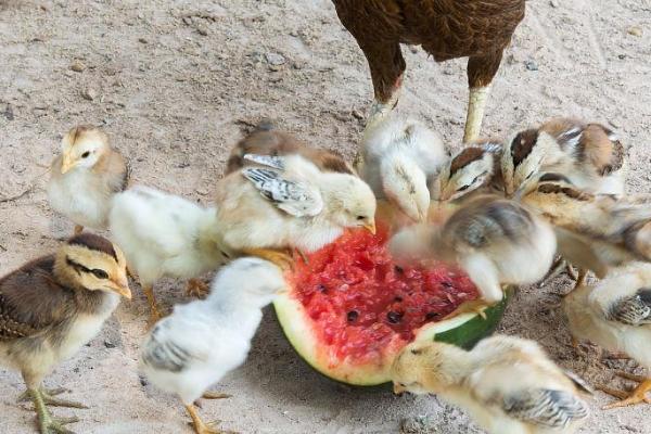如何防止七彩小鸡死亡，需注意做好保温、免疫、喂食等工作