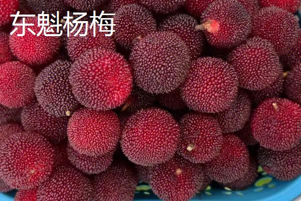 杨梅树苗的批发价格，不同地区的售价有较大区别