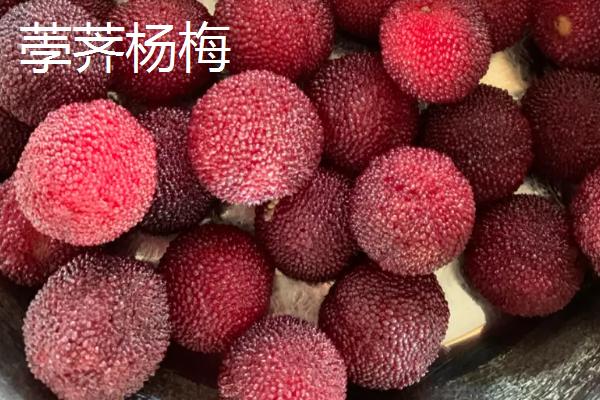 杨梅树苗的批发价格，不同地区的售价有较大区别