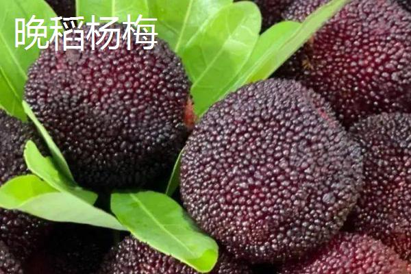杨梅树苗的批发价格，不同地区的售价有较大区别