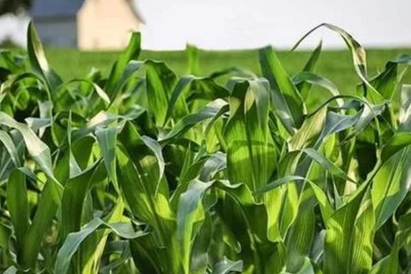 登顶99玉米种子特点，南部复播区适宜播期6月上中旬