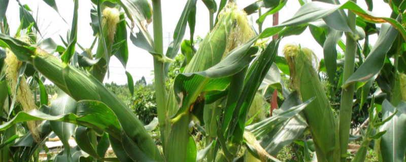 科沃028玉米种子特点，适宜播期4月下旬至5月上旬