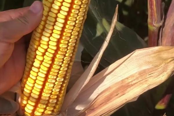 金艾913玉米种子简介，出苗至成熟136.3天