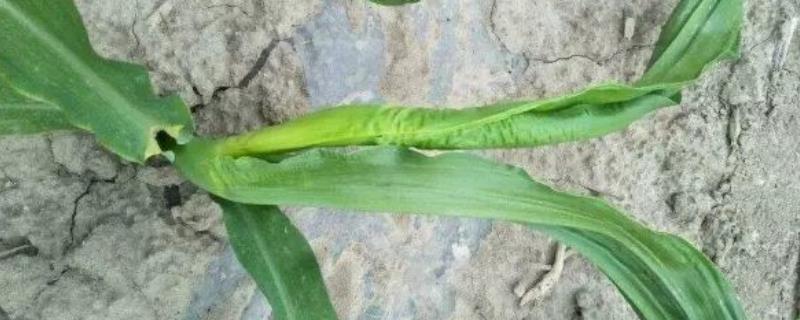 蒙育832玉米种简介，密度4500-5000株/亩