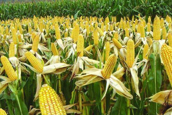 种星彩糯1号玉米种子简介，密度4000株/亩左右
