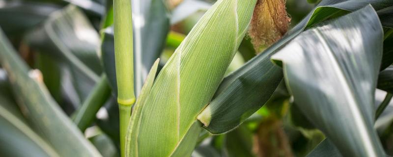 赤单912玉米品种的特性，适宜播种期4月下旬-5月上旬