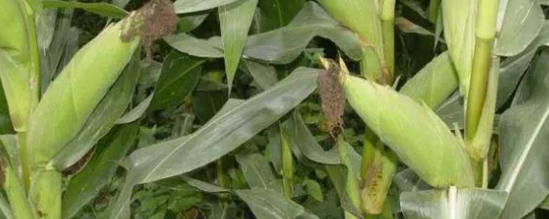 E2337（试验代号：欢天1）玉米种子介绍，适宜播种期4月下旬-5月上旬