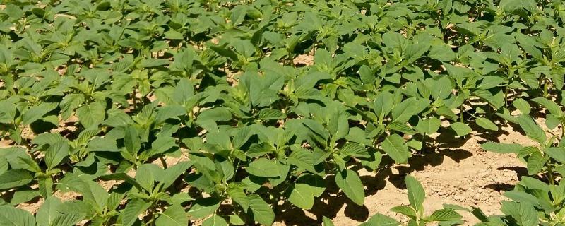 蒙豆343（试验代号：呼交1343）大豆种子简介，播期可延迟到6月上中旬