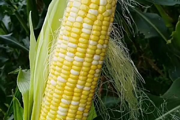 D838玉米种子简介，中抗茎腐病