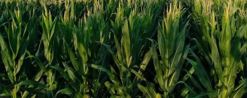 泰航307玉米种子简介，适宜在肥力中上等的地块种植