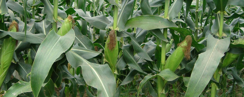F8658玉米品种简介，春播出苗至成熟127天