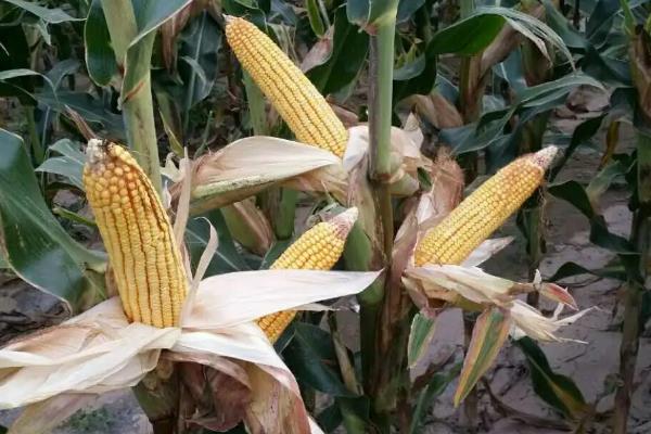 润嘉518玉米种子特点，密度3500株/亩左右