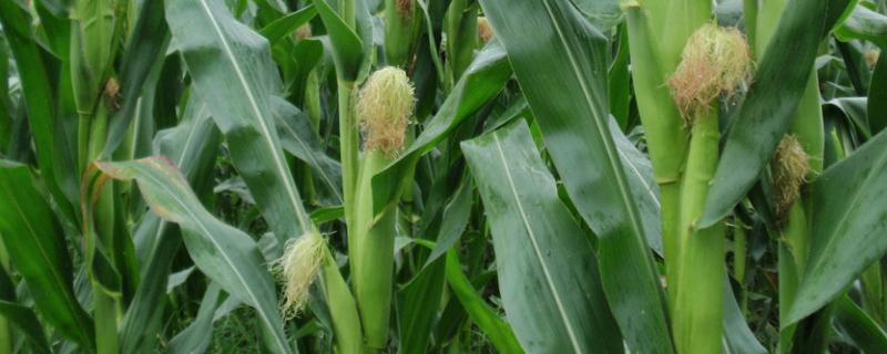 雷奥2087玉米种子简介，密度4000株/亩左右
