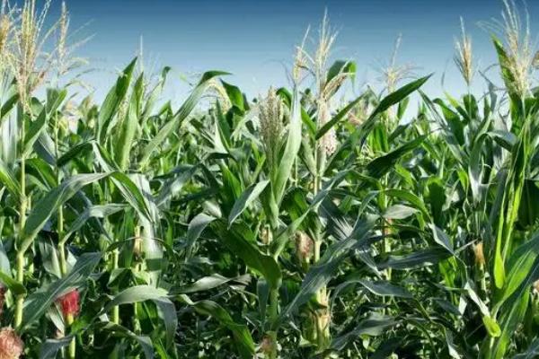 沈农T123玉米品种的特性，中抗大斑病