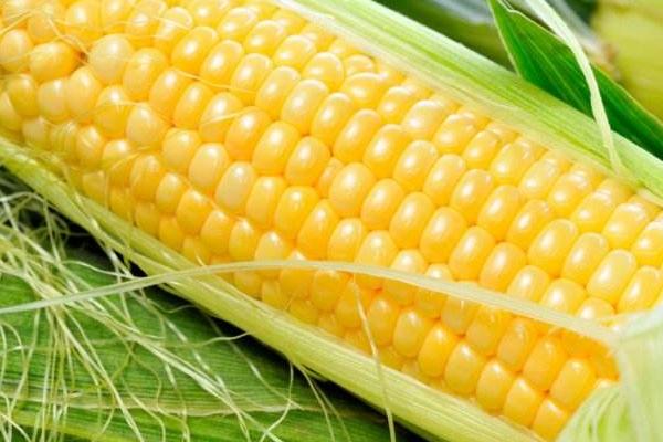 锦润969玉米种子特征特性，春播出苗至成熟128天