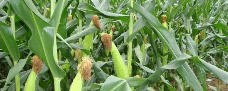 辽沃98K玉米种子特征特性，适宜在肥力中上等的地块种植