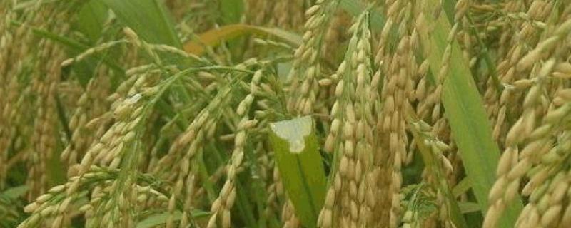 辽粳1925水稻种子介绍，粳型常规水稻品种