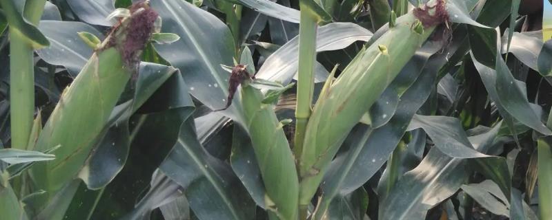 金园107玉米种子特点，中抗茎腐病