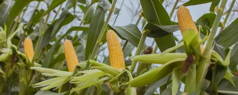 D167玉米品种简介，出苗至成熟123天