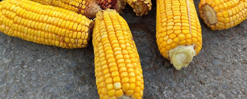 G389玉米种子特征特性，春播出苗至成熟127天