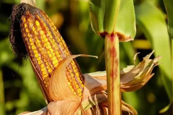 通单268玉米种简介，4月下旬至5月上旬播种