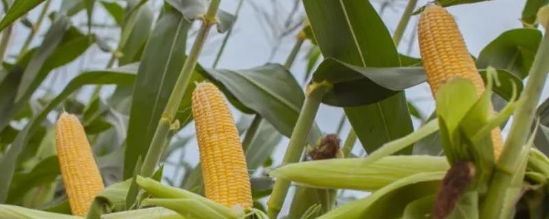 FD577玉米种子简介，出苗至成熟122天