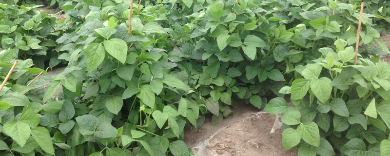 吉育120大豆种子介绍，高抗大豆花叶病毒1号株系