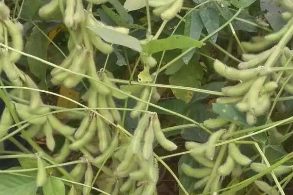 吉育120大豆种子介绍，高抗大豆花叶病毒1号株系