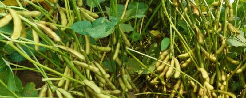 吉农145大豆种子介绍，注意防治大豆蚜虫