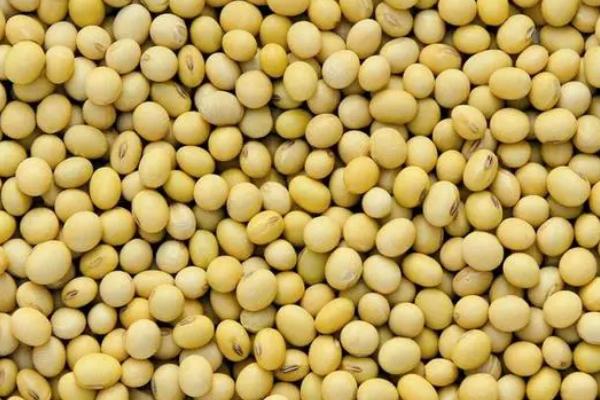 吉农145大豆种子介绍，注意防治大豆蚜虫