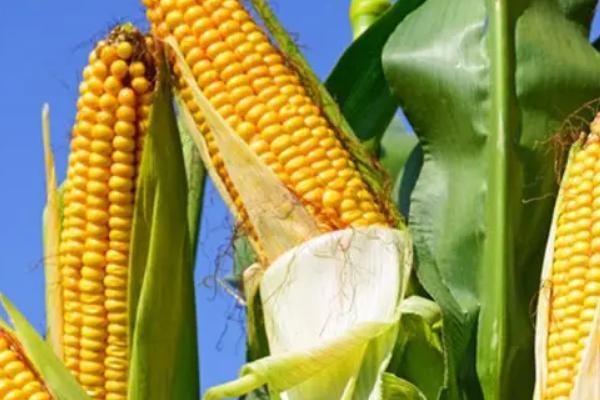 金地22玉米种子介绍，种植密度不宜过大