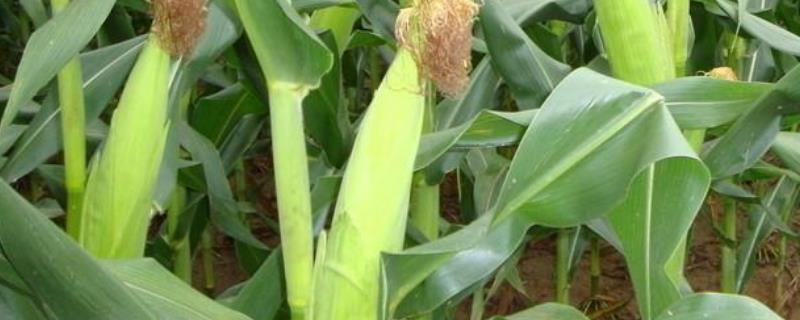 益农玉218玉米品种的特性，在适应区5月10日左右播种