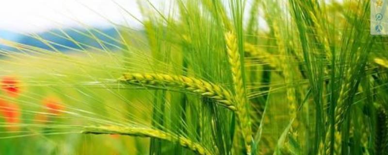 龙麦87小麦种子介绍，该品种在适应区4月上旬播种