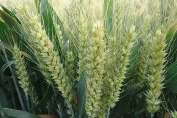 龙麦87小麦种子介绍，该品种在适应区4月上旬播种