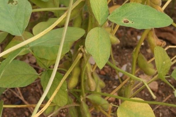 惠民5号大豆种子特征特性，该品种亚有限结荚习性