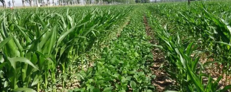 东生23大豆品种的特性，该品种亚有限结荚习性